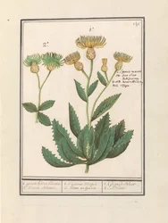 Centauri (Centaurea)