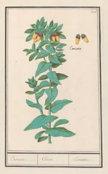 Cerinthe (Cerinthe major)