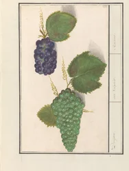 Grape (Vitis vinifera)