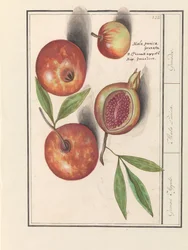 Pomegranate (Punica granatum)