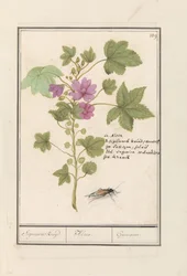 Common Mallow (Malva sylvestris)