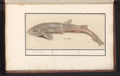 Lesser Spotted Dogfish (Scyliorhinus canicula)