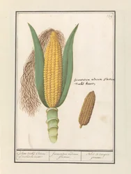 Corn (Zea mays) (Geluwe Turkish Corn or Turkish Wheat / Frumentum Indicum Flavum / Bled de Turquie Jeaune)