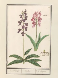 Orchid (Orchidaceae)
