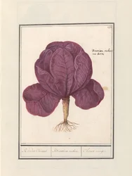Red Cabbage (Brassica oleracea convar. capitata var. rubra)