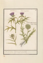 Thistle (Carduus) and Artichoke (Cynara cardunculus)
