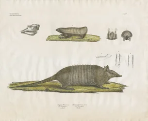 Armadillos with Skull and Dental Structures