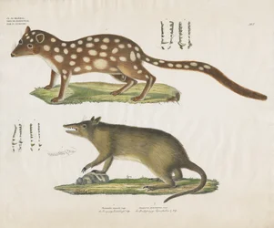 Australian Marsupials with Anatomical Details
