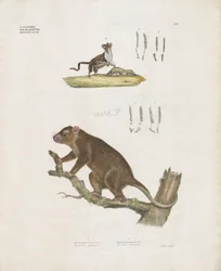 Australian Marsupials with Dental Details