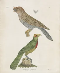 Barbet and Roller