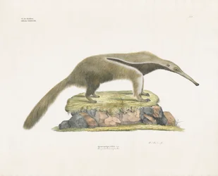 Giant Anteater on Rocky Terrain