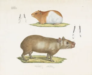 Guinea Pig and Capybara with Dental Illustrations