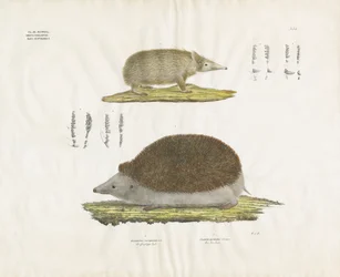 Hedgehog and Tenrec with Anatomical Details