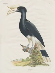 Hornbill