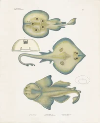 Ray Species from the Order Rajiformes
