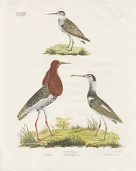 Sandpipers and Ruff