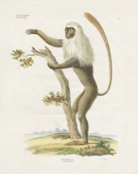 Silvery Lutung in a Tree