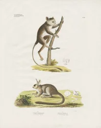 Small Mammals from the Rodent Family