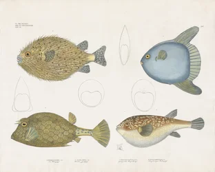Various Pufferfish Species and Their Anatomical Features