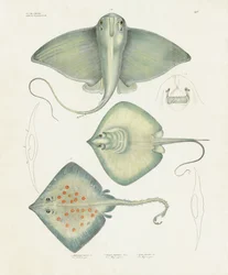 Various Ray Species with Anatomical Details