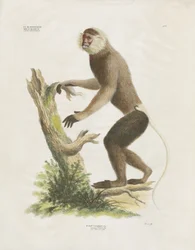 White-faced Capuchin on a Tree Trunk