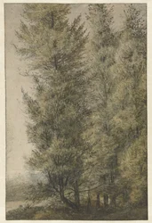 Tall Pines at the Edge of a Forest