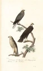 Hen harrier, Eurasian marsh-harrier and Montagu