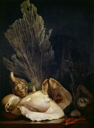 Still Life of Shells and Coral