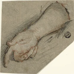 Back of Hand and Forearm