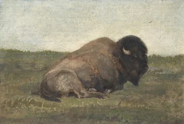 Bison Lying Down
