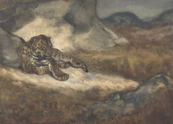 Leopard Lying Down