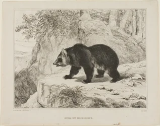 Mississippi Bear