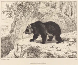 Mississippi Bear, 1836