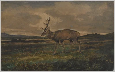 Stag Walking