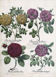 Four Types of Roses