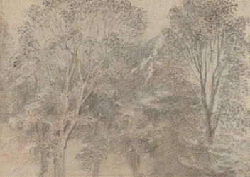 Treetops