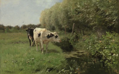 Cows on the Pasture