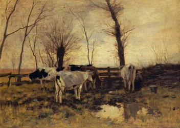 Cows in the Pasture