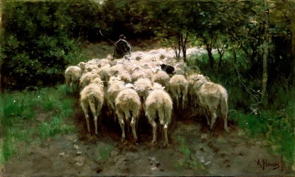 Sheep in the Forest