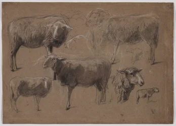 Studies of Sheep