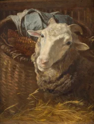 A Sheep