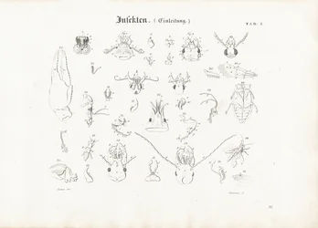 Anatomy of Insects