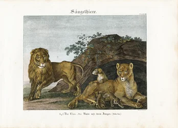 Lion Family in Their Natural Habitat