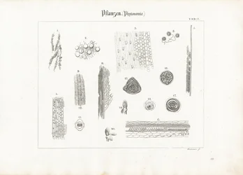 Plant Anatomy