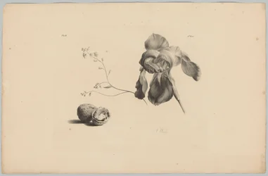 Amaryllis and Walnuts (Flower and Fruit Studies, 3rd Issue)