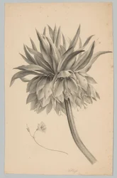 Flower on Stem (Flower and Fruit Studies, 3rd Issue)