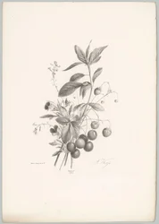 Flowers, Strawberries, and Cherries (Flower and Fruit Studies, 10th Issue)