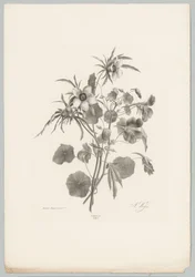 Various Flowers (Flower and Fruit Studies, 10th installment)