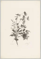 Various Flowers (Flower and Fruit Studies 10th installment series)