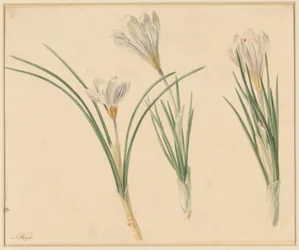 Three Studies of Crocuses